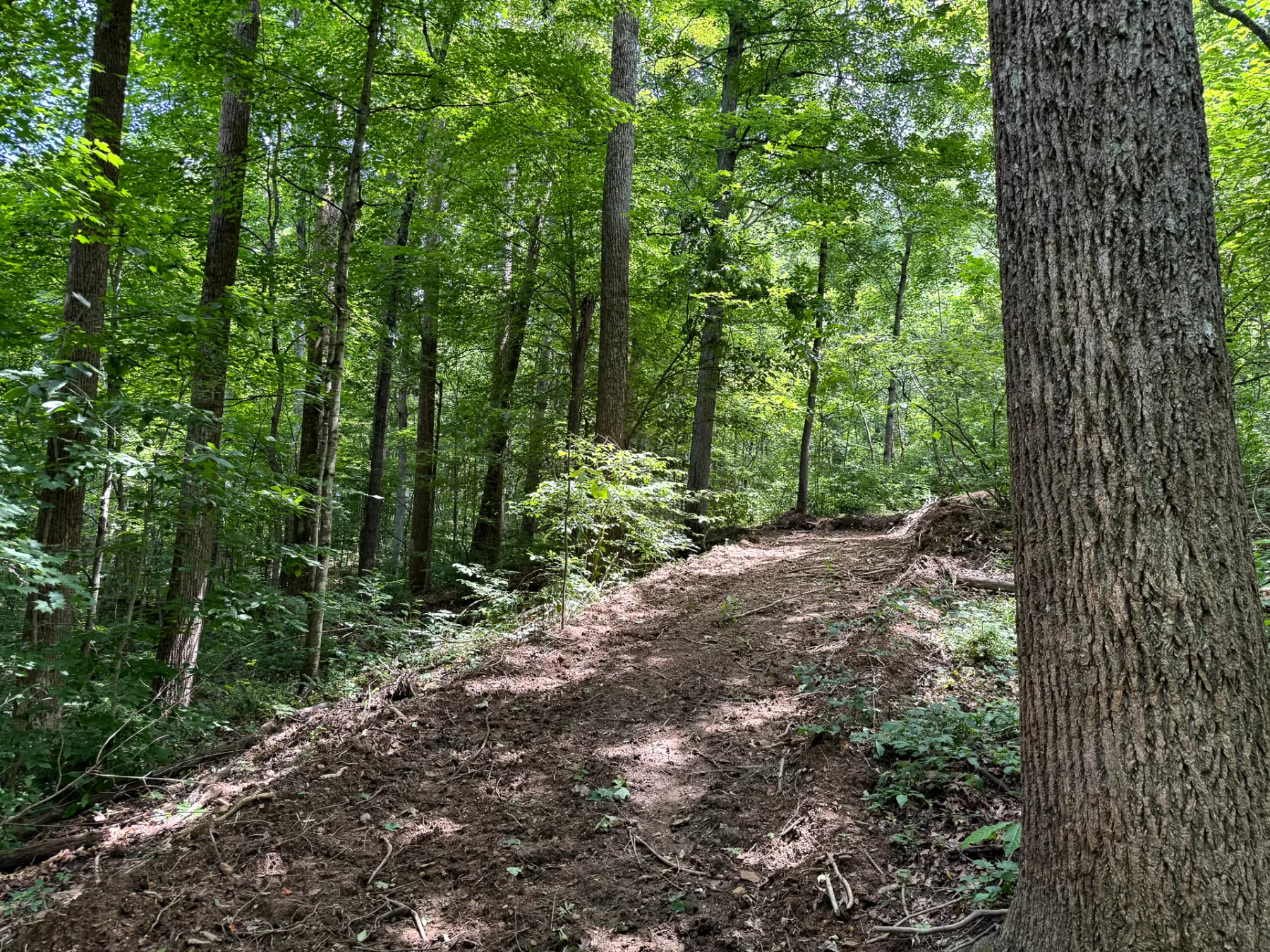 Tract 8 at Jackson Oaks property photo 8
