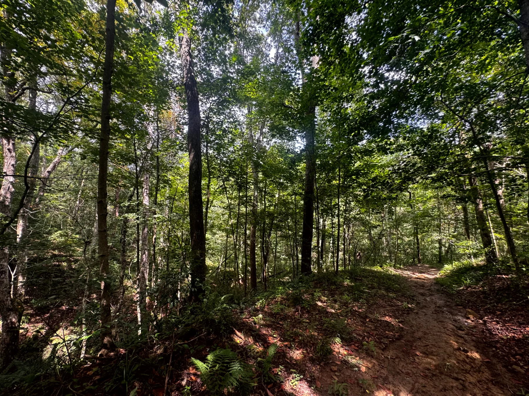 Tract 5 - Millstone Caves property photo 14