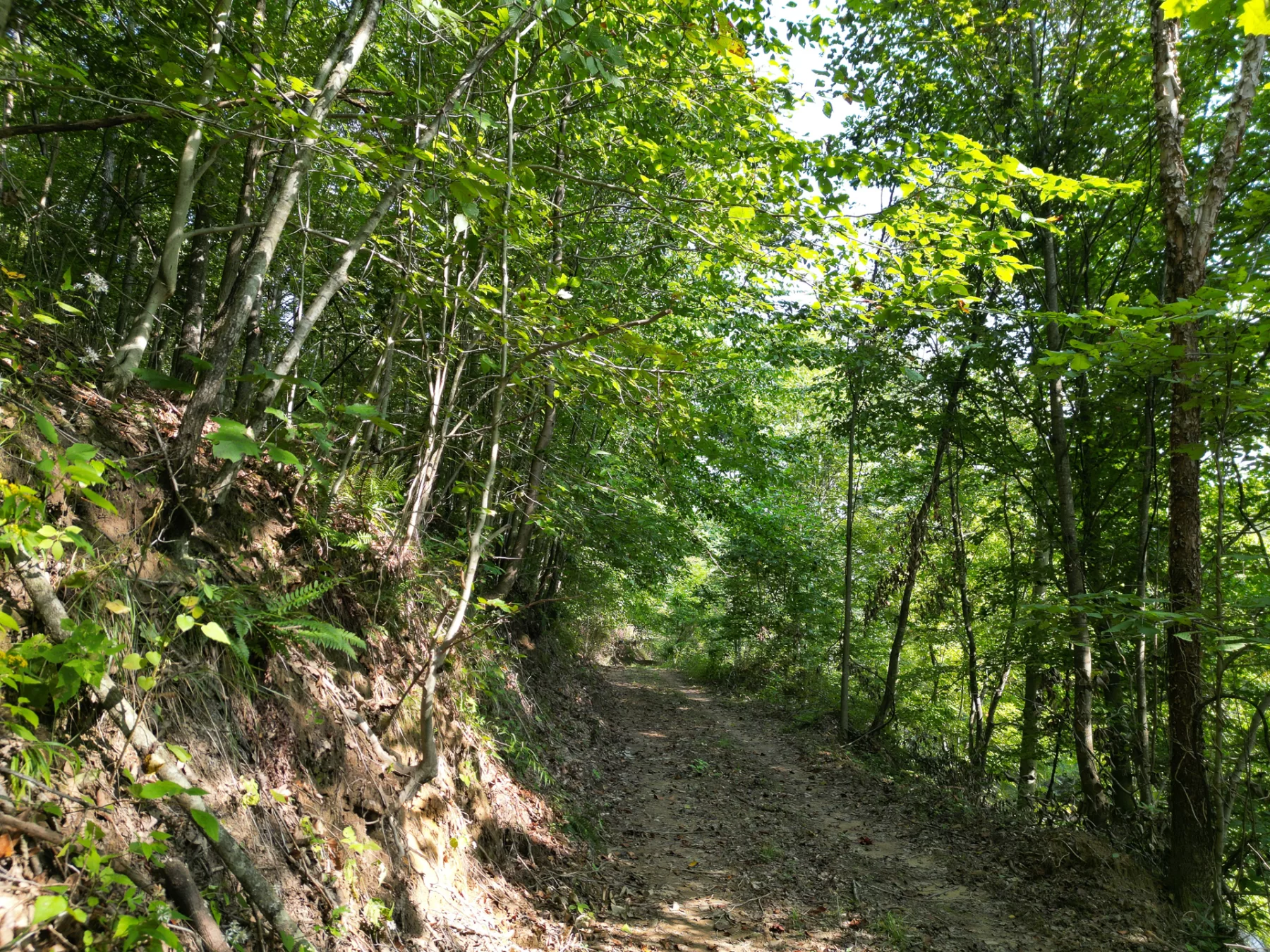 Wooded Retreat on Raccoon Creek property photo 2