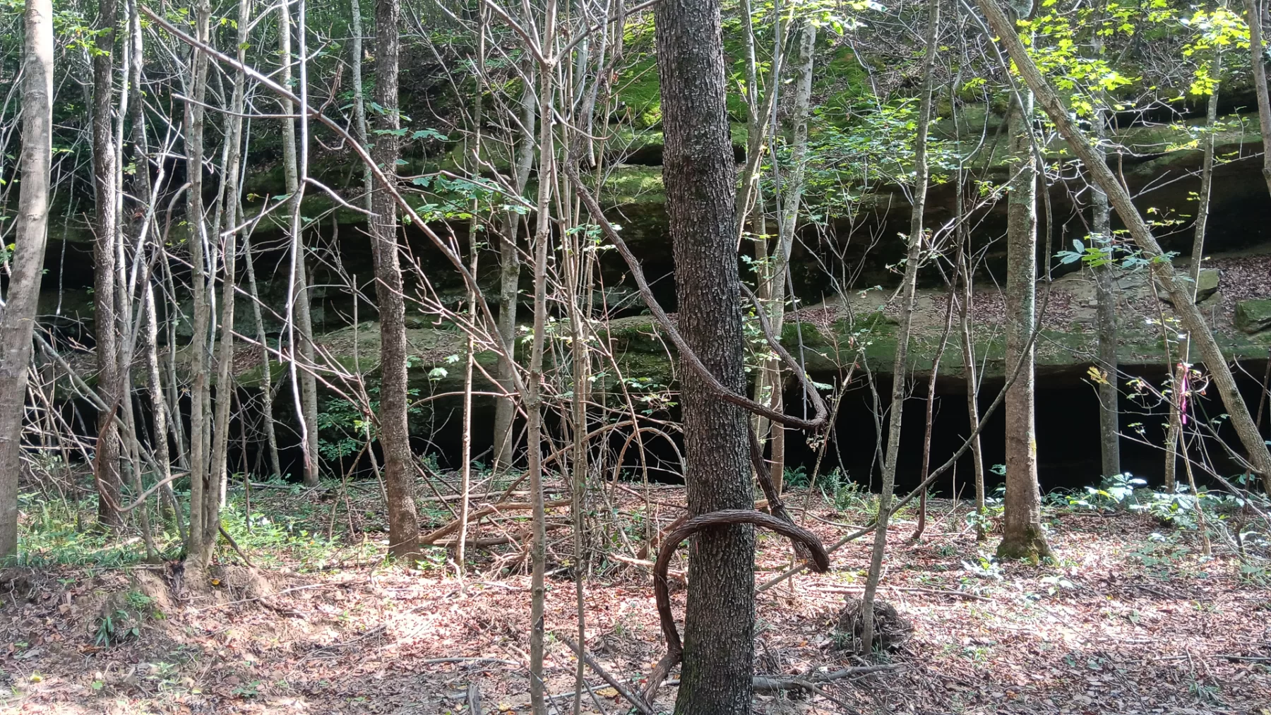 Wooded Retreat on Raccoon Creek property photo 9