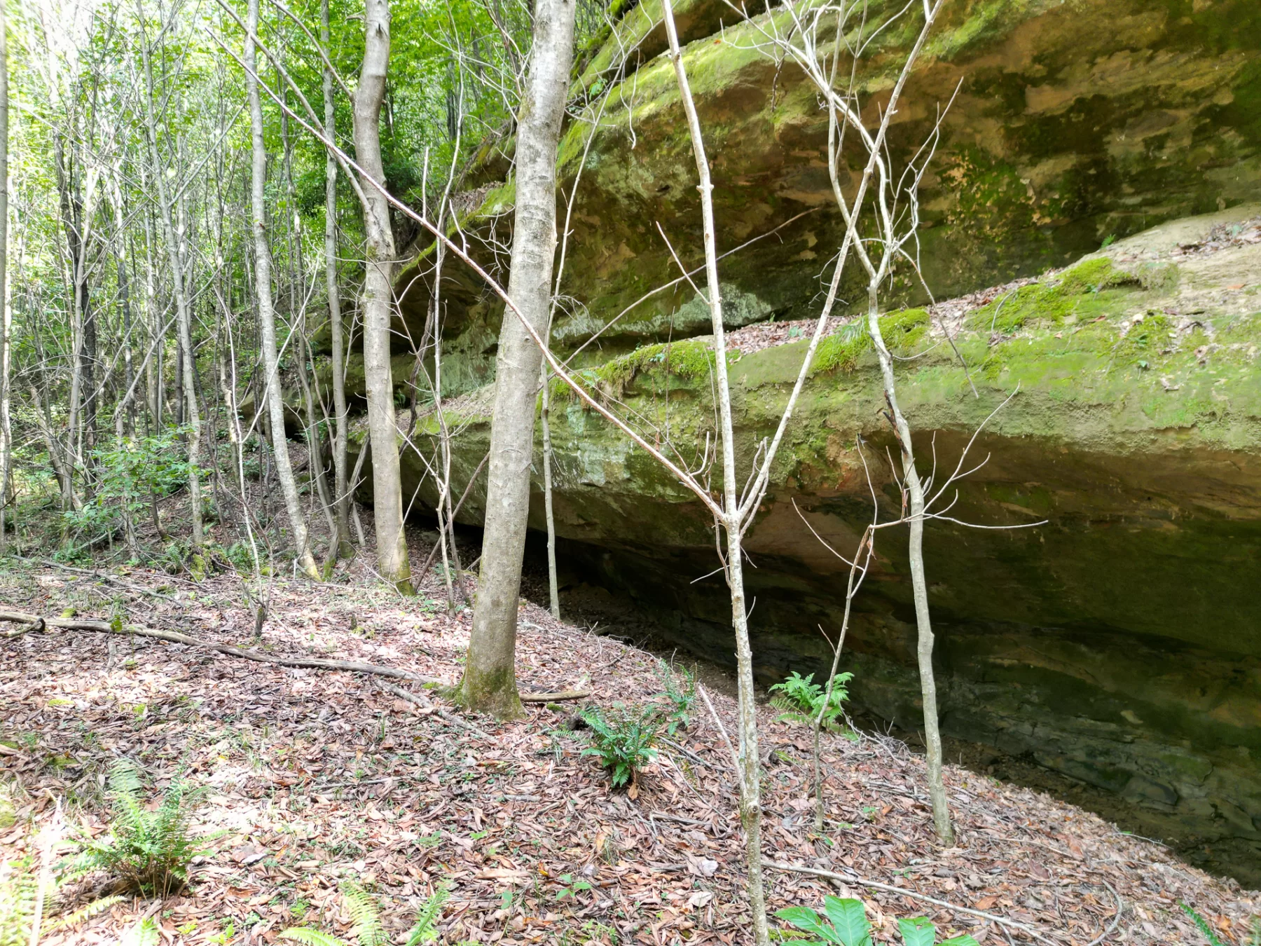 Wooded Retreat on Raccoon Creek property photo 11