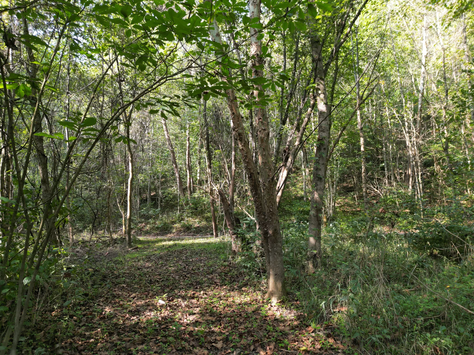 Wooded Retreat on Raccoon Creek property photo 12