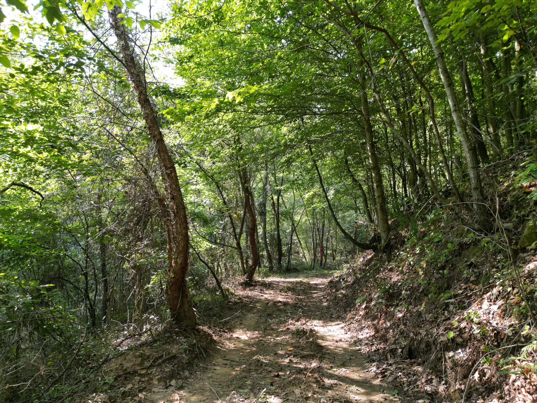 Wooded Retreat on Raccoon Creek property photo 13