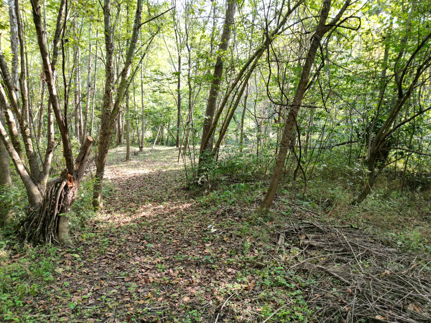 Wooded Retreat on Raccoon Creek property photo 14