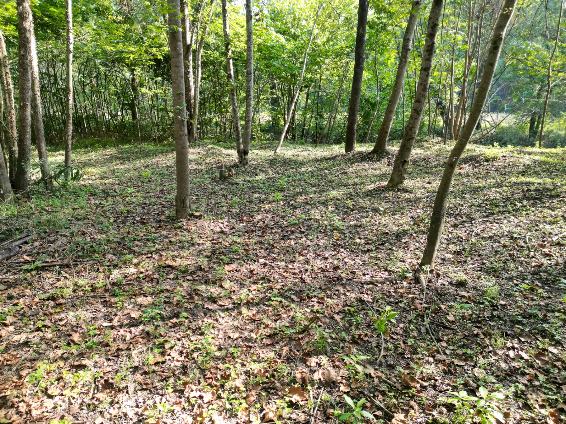 Wooded Retreat on Raccoon Creek property photo 15