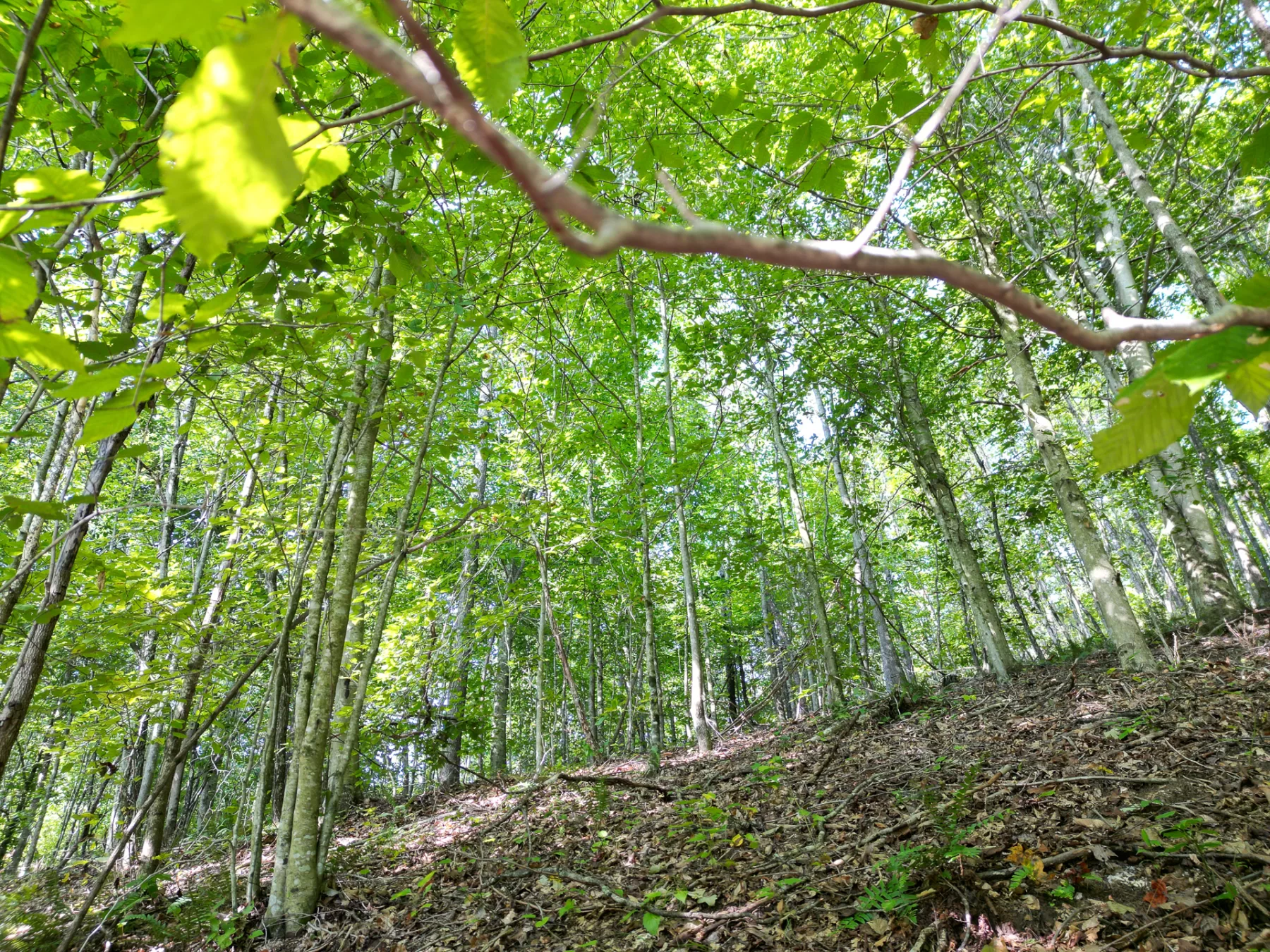 Wooded Retreat on Raccoon Creek property photo 30