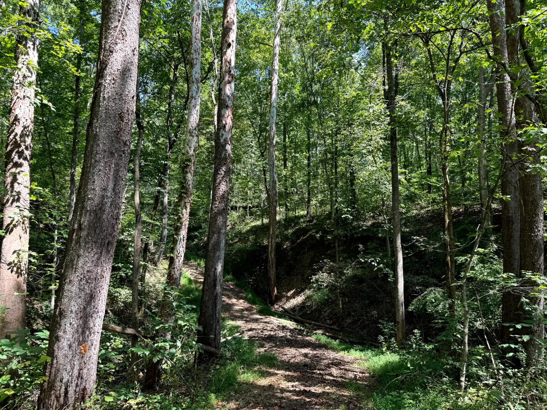 Woodlane on Wayne property photo 3