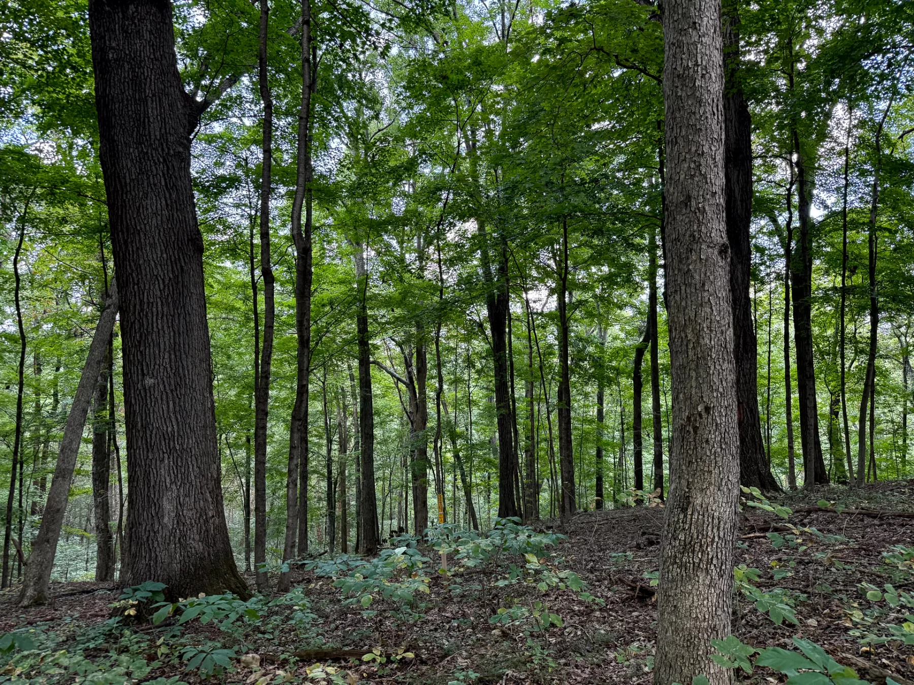 Woodlane on Wayne property photo 4