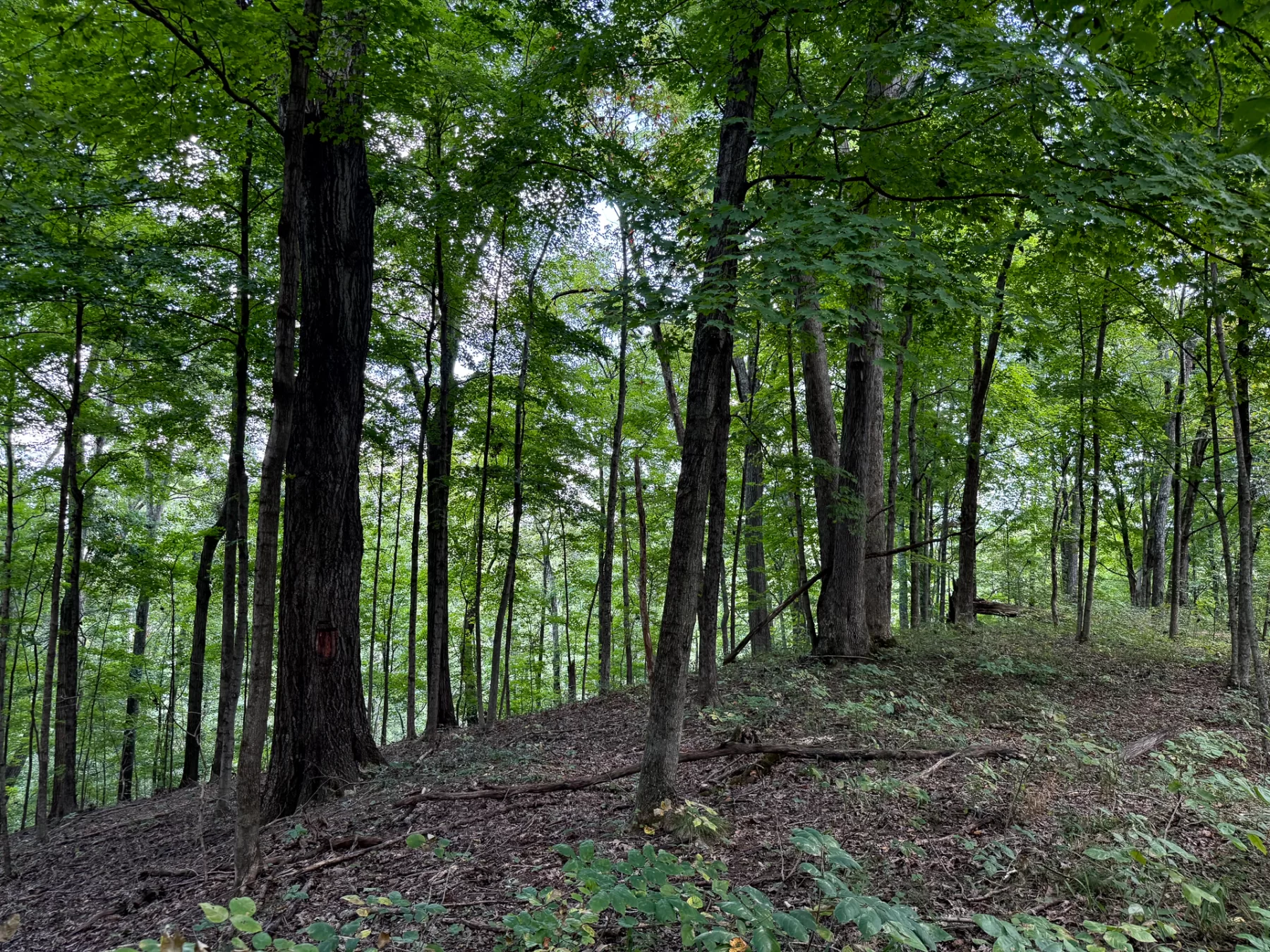Woodlane on Wayne property photo 5