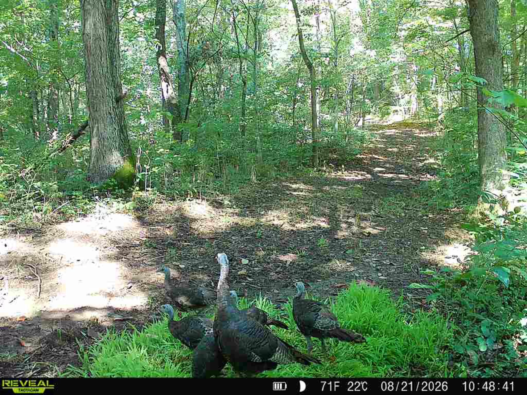 Woodlane on Wayne property photo 12