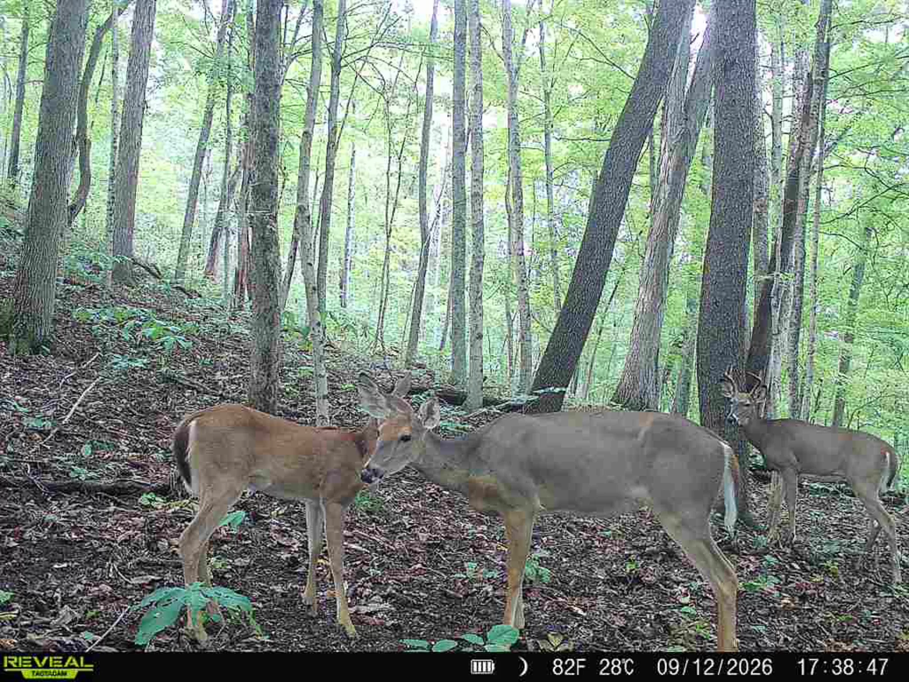 Woodlane on Wayne property photo 27