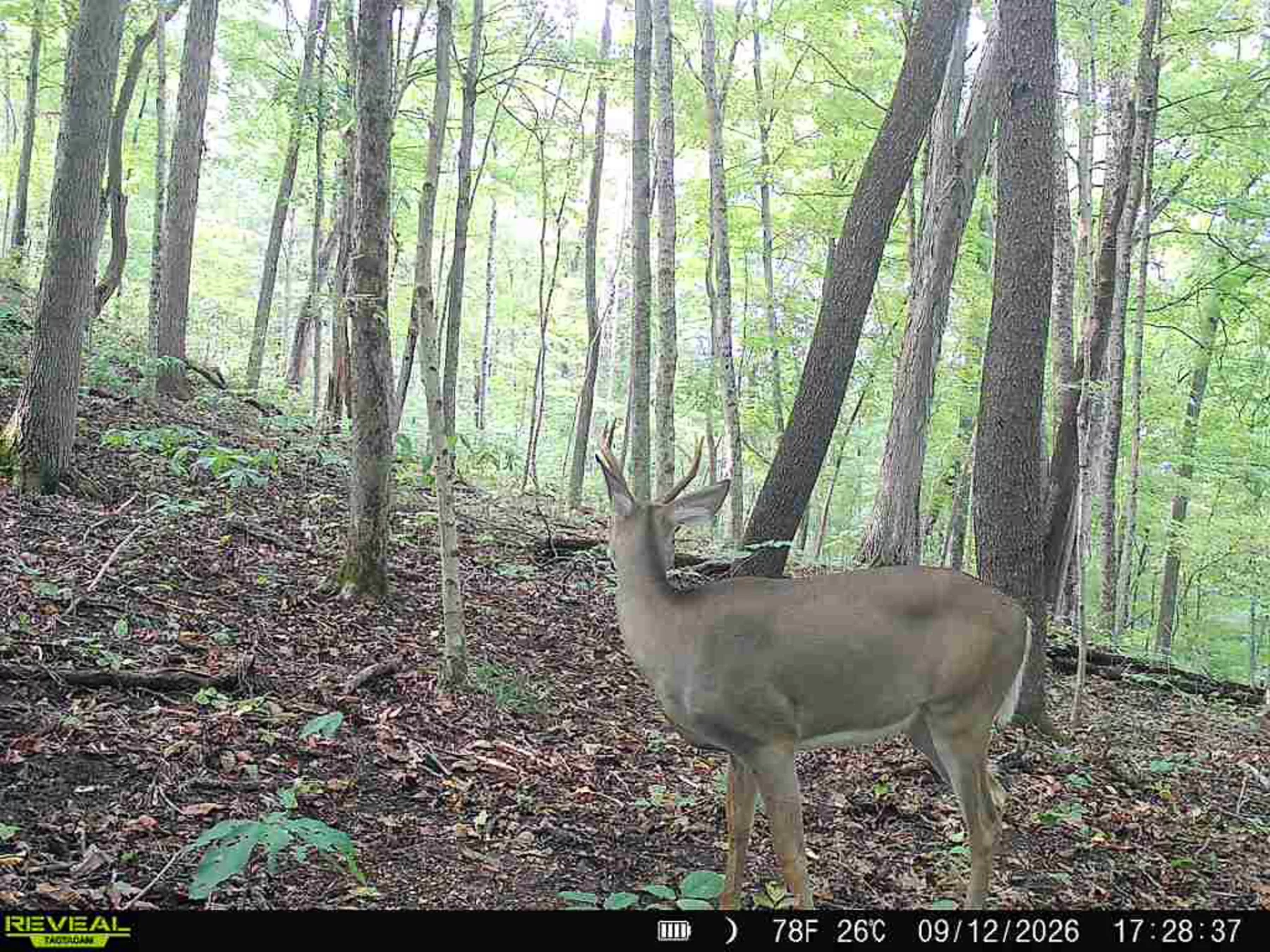 Woodlane on Wayne property photo 28