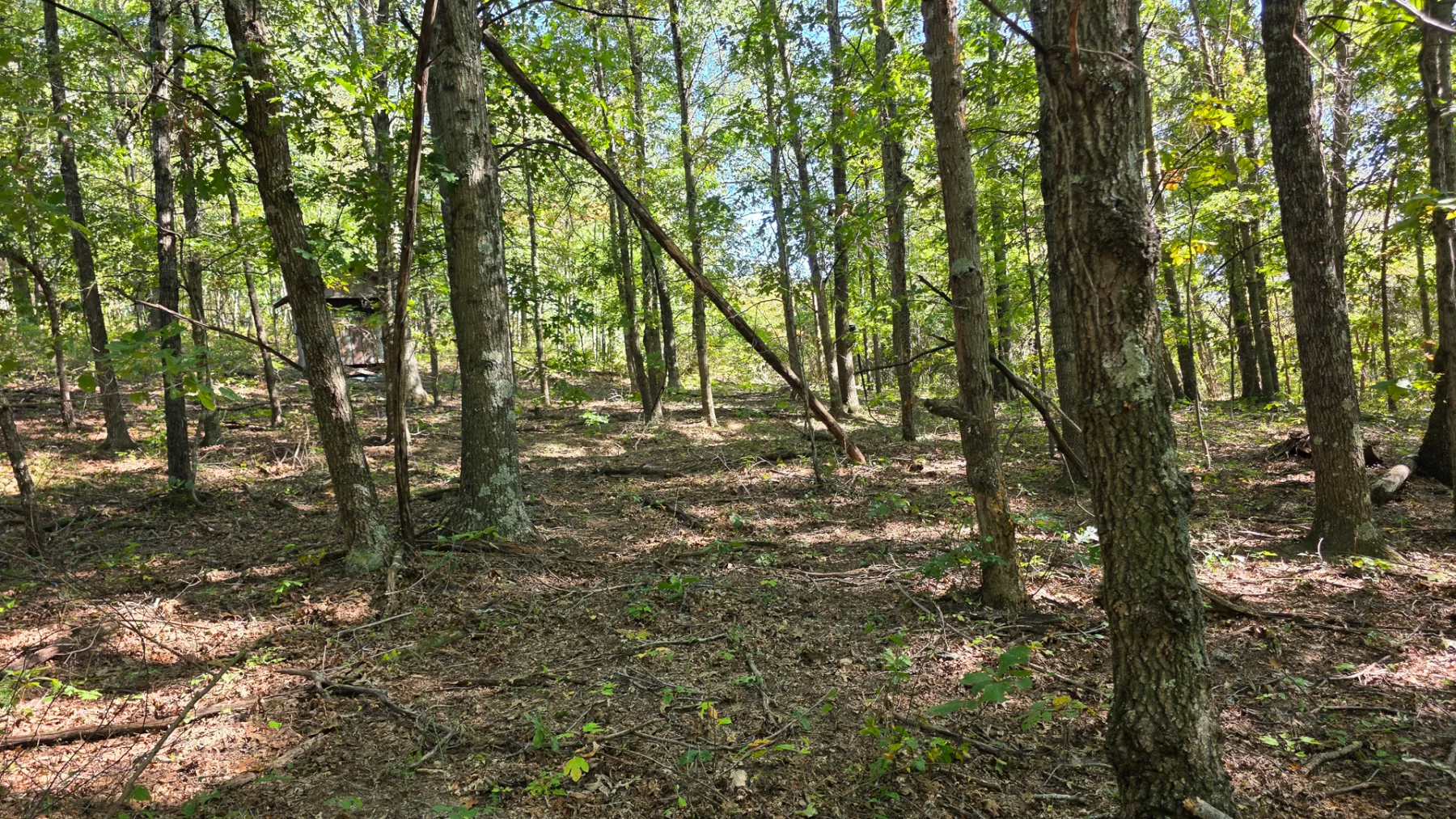 Keiser Woods – Tract 1 property photo 14