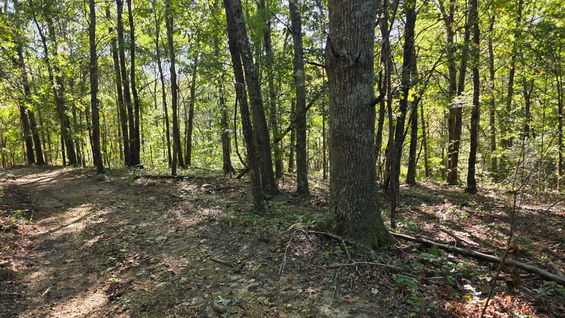 Keiser Woods – Tract 1 property photo 17