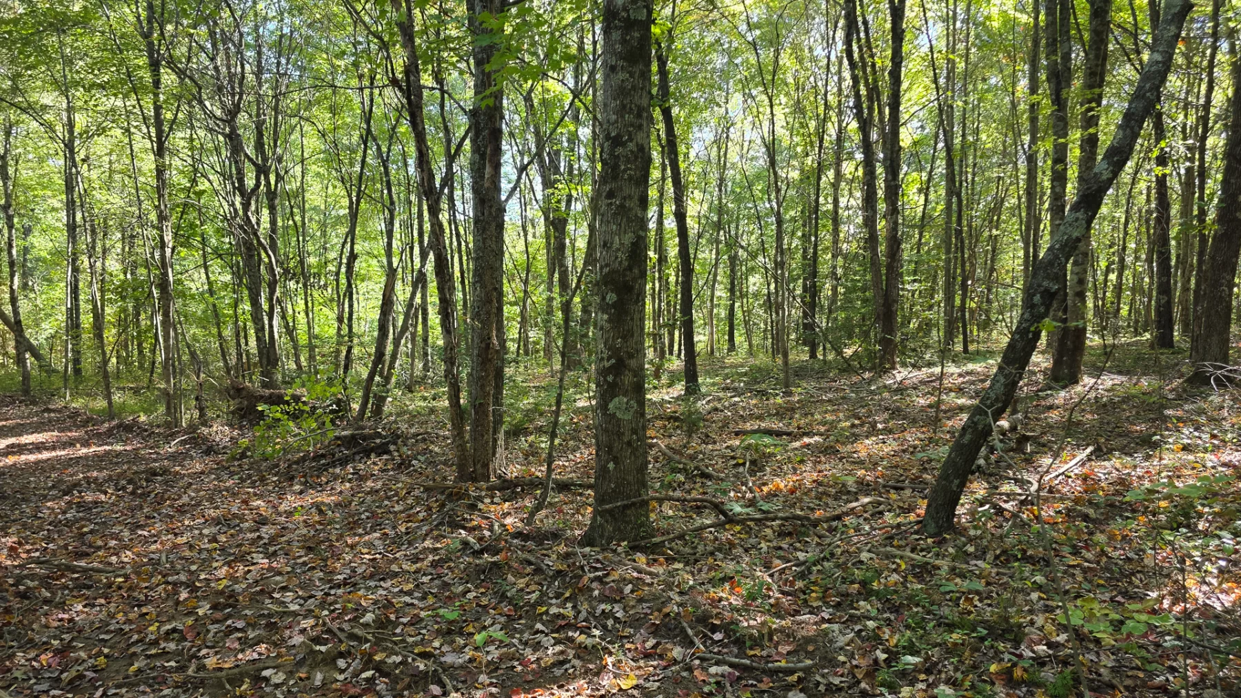 Keiser Woods – Tract 1 property photo 20