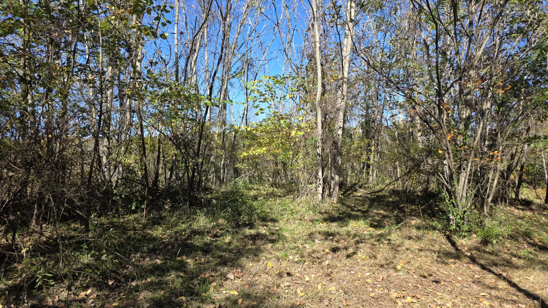 Lot 1 at Clover Hill property photo 18