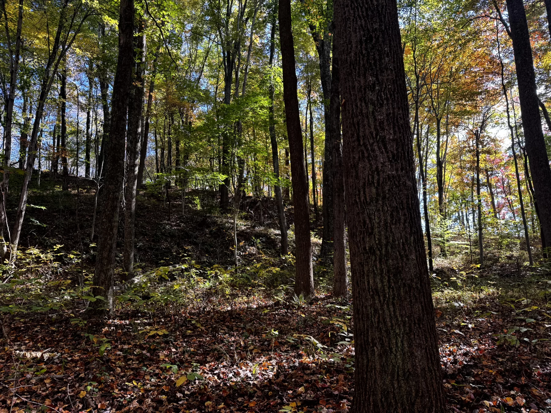 The Cabin at Poplar Ridge – Tract 13 property photo 13