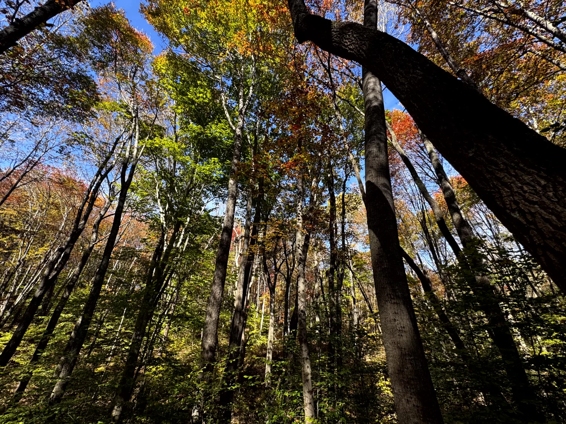The Cabin at Poplar Ridge – Tract 13 property photo 14